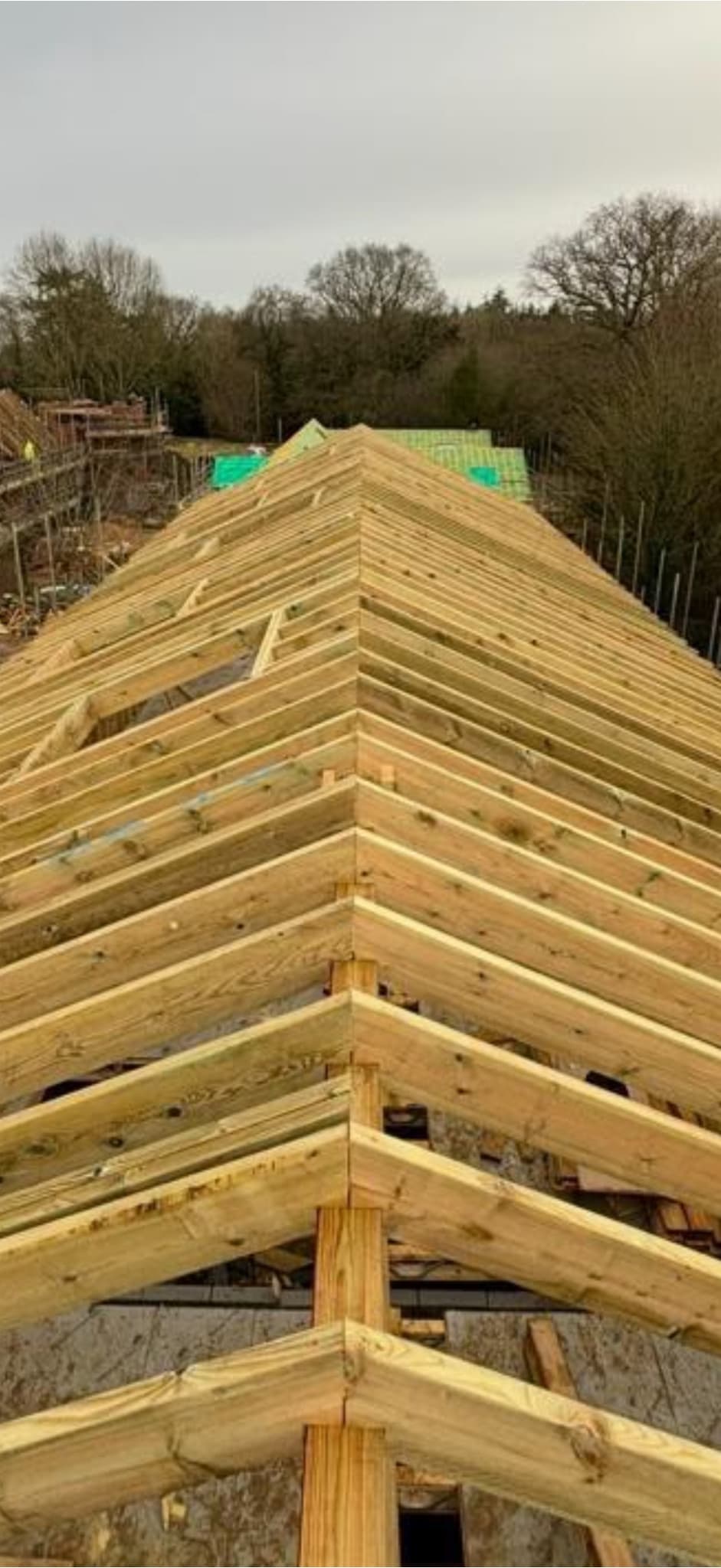 Ridge of a newly cut roof with rafters and purlins in place